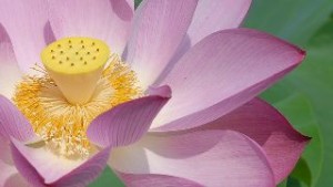大日如来さま&薬師如来さまプレミアムセット伝授