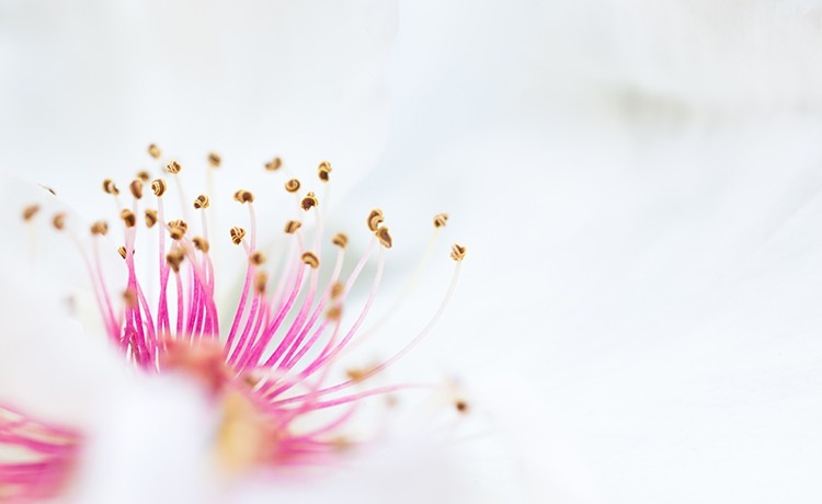 ホワイトスペースヒーリング